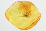 Detailed Fossil Spider (Araneae) In Baltic Amber #325258-2